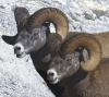 Two Bighorn Sheep