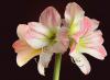 Amaryllis II