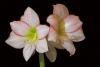 Amaryllis III