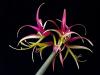 Amaryllis IV