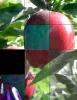 Apples