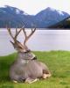 Buck