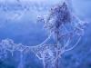 Blue Frosty Morning