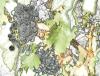Grapes
