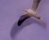 Flying Gull