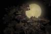 Harvest Moon