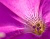 Petunia
