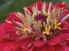 Pink Zinnia