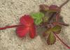 Beach Strawberry