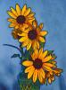 Sunflower Bouquet