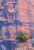 Tree on a Cliff