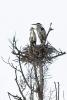 Heron Nest